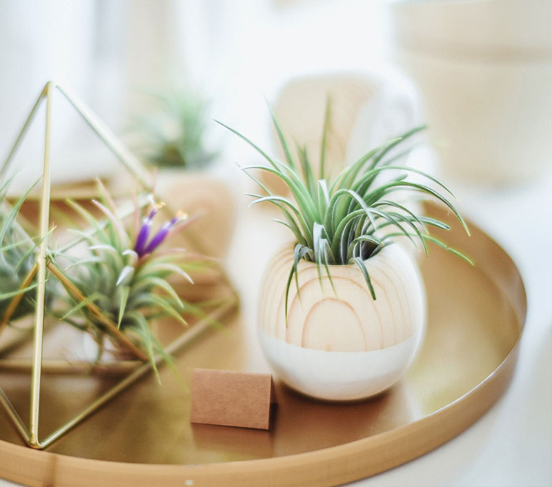 Auto Service Air Plants